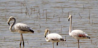 Los flamencos se instalan en Alcocer (Guadalajara)