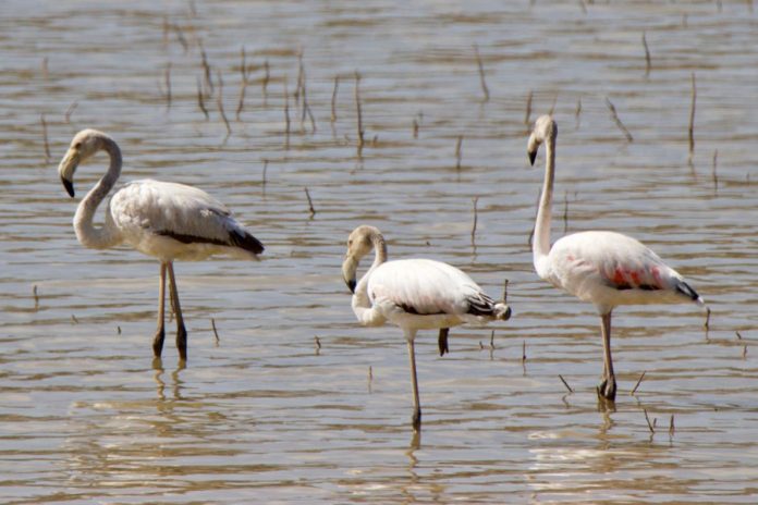 flamencos en alcocer 2