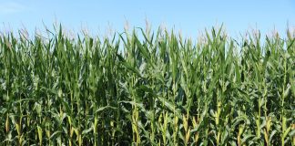 El importante papel de la agricultura de precisión en la producción de maíz maíz