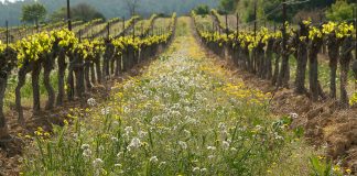 Malas hierbas de los cultivos agrícolas: “La obsesión de los agricultores”