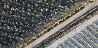 UPA reclama cambios normativos para proteger al olivar tradicional