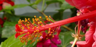 Cómo funcionan los diferentes mecanismos de reproducción de las plantas