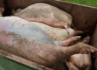 ASAJA Toledo advierte del aumento de muertes en explotaciones porcinas por la falta de alimento