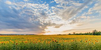 El calor y la falta de lluvias cambia el mapa de los cultivos agrícolas campo girasoles