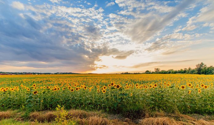 campo girasoles