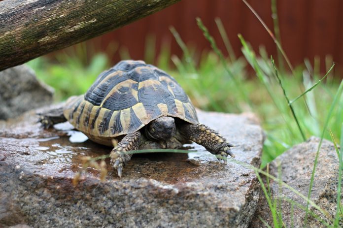 tortuga terrestre