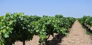 Desarrollan un proyecto para diferenciar la calidad de la uva en Castilla-La Mancha viñedo