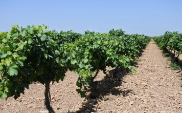 Castilla-La Mancha ronda la mitad de la superficie de viñedo de España viñedo