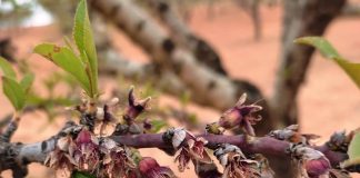 Cataluña se queda prácticamente sin cosecha de almendra almendro helado