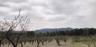 “Cruel paradoja climatológica” en el campo murciano: la lluvia afecta numerosos cultivos