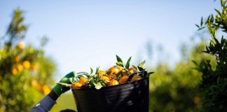 El productor ha perdido 16 céntimos por cada kilo de naranjas vendidas y comercializadas