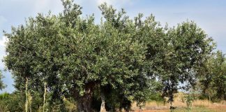 La imparable reconversión del olivar tradicional en Jaén olivar tradicional
