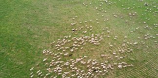 Andalucía subvencionará al cien por cien las vacunas frente a la lengua azul ovejas