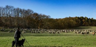 ¿En qué provincia afectada por la despoblación buscan pastores?