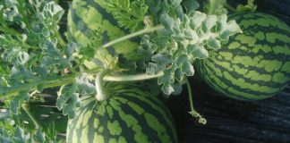 Los precios máximos en origen de la sandía alcanzan los 81 céntimos/kilo y los del melón los 55 sandía