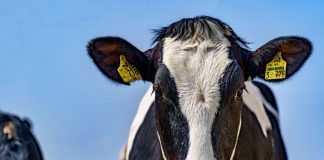 Pide que se cumpla la Ley de la Cadena Alimentaria en el sector lácteo vacuno