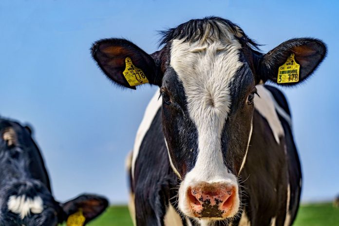 VACA UNION DE UNIONES vacuno