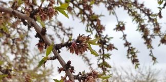 Los almendros de la provincia de Cuenca resultan muy dañados por las heladas helada