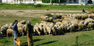 Denuncian “desvíos de fondos” de la PAC a la Empresa Pública de Gestión Ambiental de Castilla-La Mancha (GEACAM) GANADERÍA OVINO