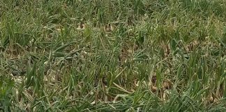 La supresión de fitosanitarios y las adversidades climáticas reducen un 50% las cebollas y patatas cebollas