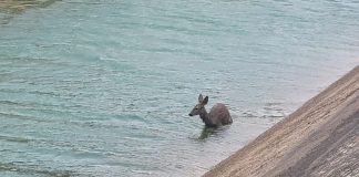 Denuncia la elevada muerte de corzos en el trasvase Tajo-Segura