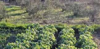 Estiman que los daños por heladas y lluvias en los cultivos de la Comunidad Valenciana superan los 60 millones