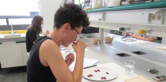 Semillas de melón y calabaza para elaborar fuet cata fuet