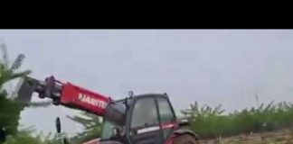 Vídeo. Las heladas motivan arranques de almendros