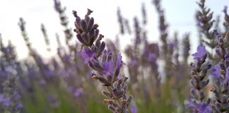 Más ayudas para la agricultura ecológica de Castilla-La Mancha