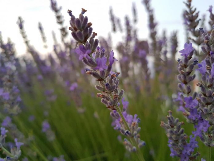 lavanda