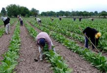 Los migrantes ocupan un tercio de los puestos de trabajo de los sectores agrario y empleadas del hogar temporeros