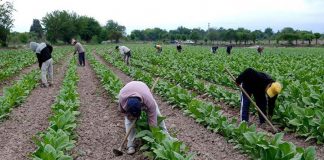Lamentan que la nueva subida del Salario Mínimo Interprofesional (SMI) será “dramática” para la actividad agraria temporeros