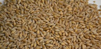 Qué son los cultivos marginados y su importancia para la agrobiodiversidad triticale