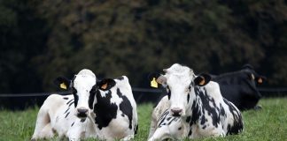 Asegura que el sector lácteo contará con mayores apoyos en la nueva Política Agraria Común (PAC) vacas