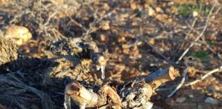 Las heladas del fin de semana provocan graves daños en frutales y almendros de varias regiones españolas heladas viña
