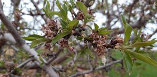 Reclaman ayudas para paliar las pérdidas de hasta el 90% en la producción de almendra