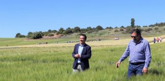 Castilla-La Mancha apuesta por la continuidad del cultivo en los barbechos