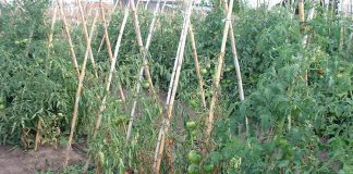 Fusarium oxysporum, un hongo letal que afecta a más de 100 cultivos hortofrutícola tomatera