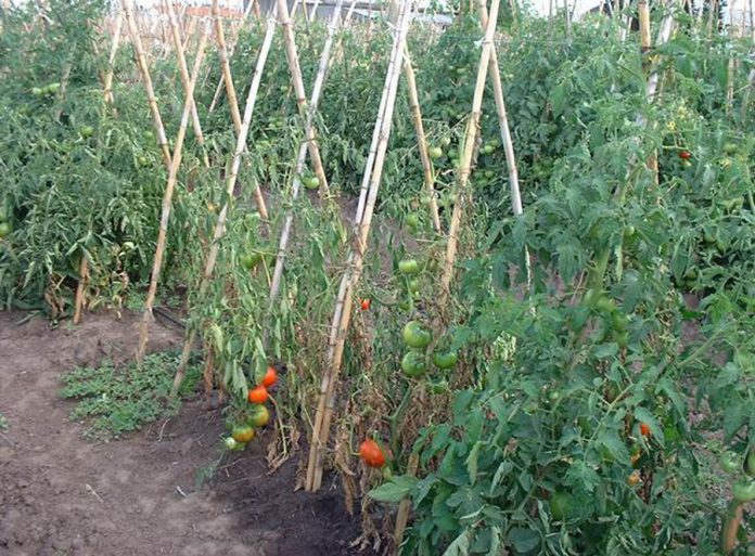hortofrutícola tomatera
