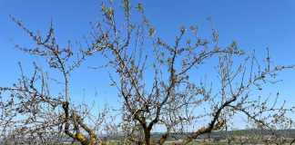 Situación “catastrófica” en el sector de la almendra con un descenso del 70% en la cosecha de esta campaña almendro