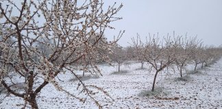 Efectos de heladas y lluvias provocan daños al 59% de los almendros de Almería heladas