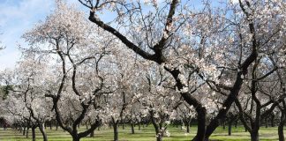 Ampliadas las comarcas en las que los productores de frutos secos podrán recibir una ayuda asociada de la PAC almendros en flor