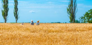 Achacan al grano ucraniano la caída de los precios del cereal en España Ucrania
