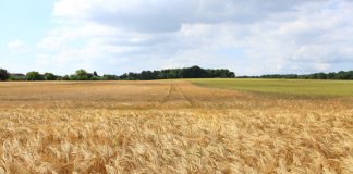 Los precios del cereal suben en España pese a la «calma» de los mercados cereales