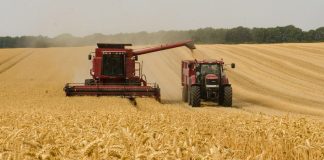 Agosto acentúa la caída de precio de los cereales cosechadora cereal