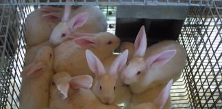 Reclama el apoyo de la Administración en la crisis del sector cunícola cunicultura
