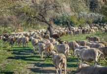 España pierde 10,7 millones de ovejas y cabras en los últimos 25 años ovejas