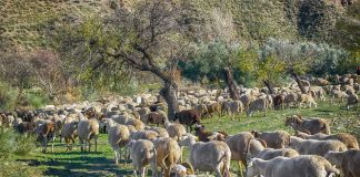 Castilla-La Mancha pondrá a disposición del sector ganadero 700.000 vacunas contra la lengua azul ovejas
