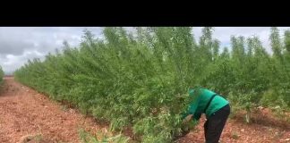 Vídeo. Tala de almendros con motosierra tras daños por heladas