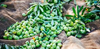 Jaencoop se convierte en primer envasador nacional de aceite de oliva virgen